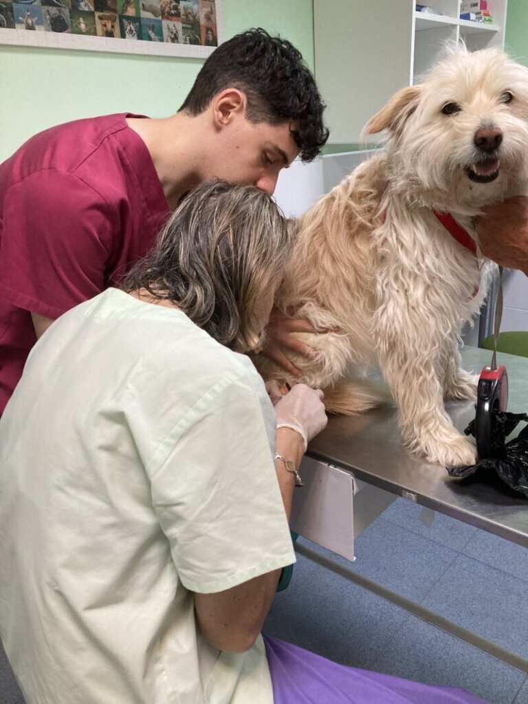 Las mejores clínica veterinaria en Almendral para el cuidado de tu mascota