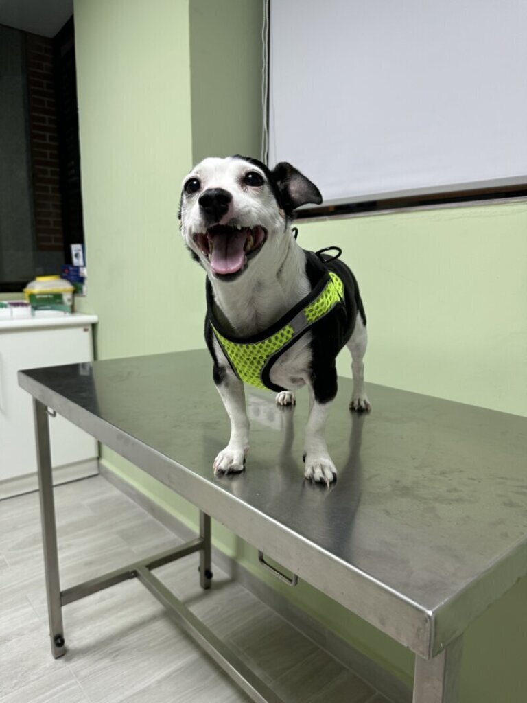 Las mejores clínica veterinaria en Arenas de San Pedro para el cuidado de tu mascota