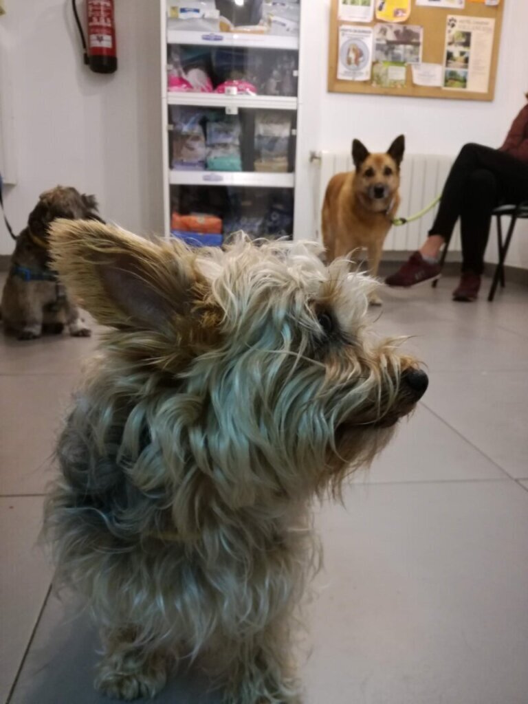 Las mejores clínica veterinaria en Arenillas de Riopisuerga para el cuidado de tu mascota
