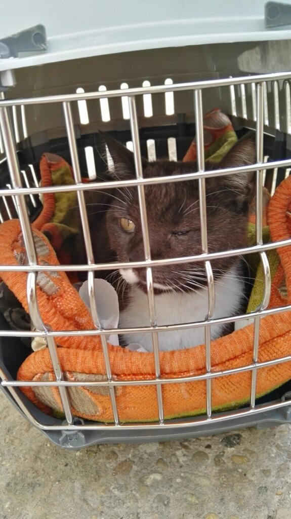 Las mejores clínica veterinaria en Arraya de Oca para el cuidado de tu mascota