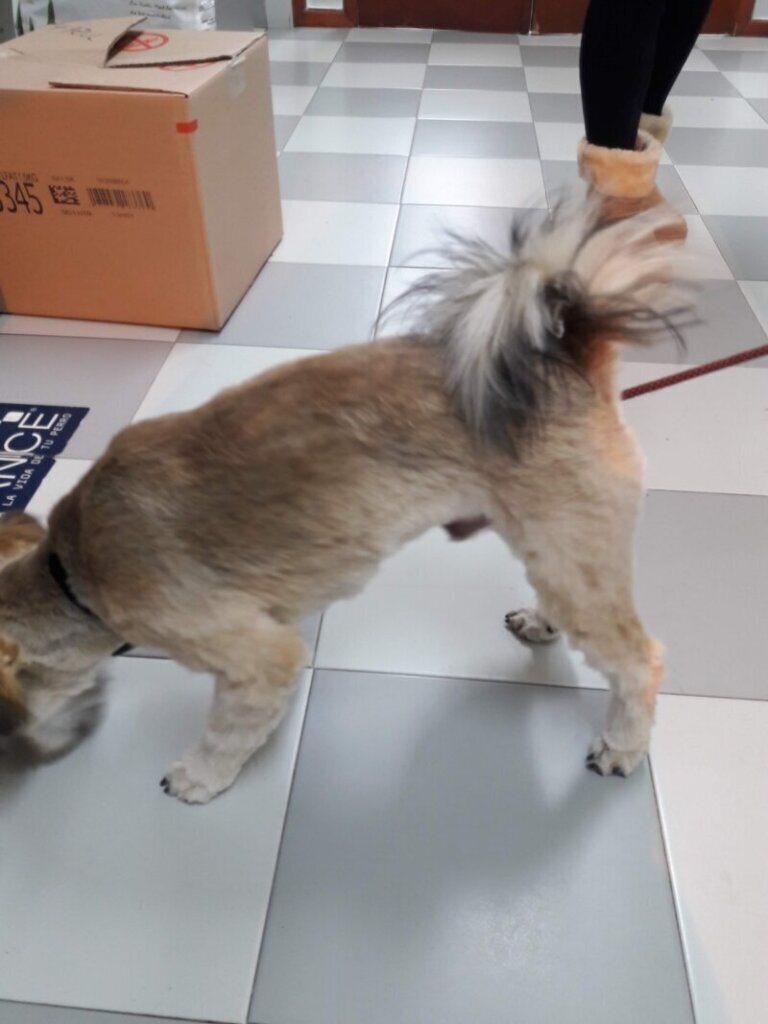 Las mejores clínica veterinaria en Astillero El