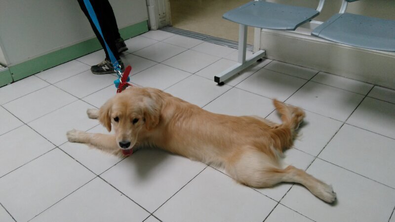 Las mejores clínica veterinaria en Avellaneda