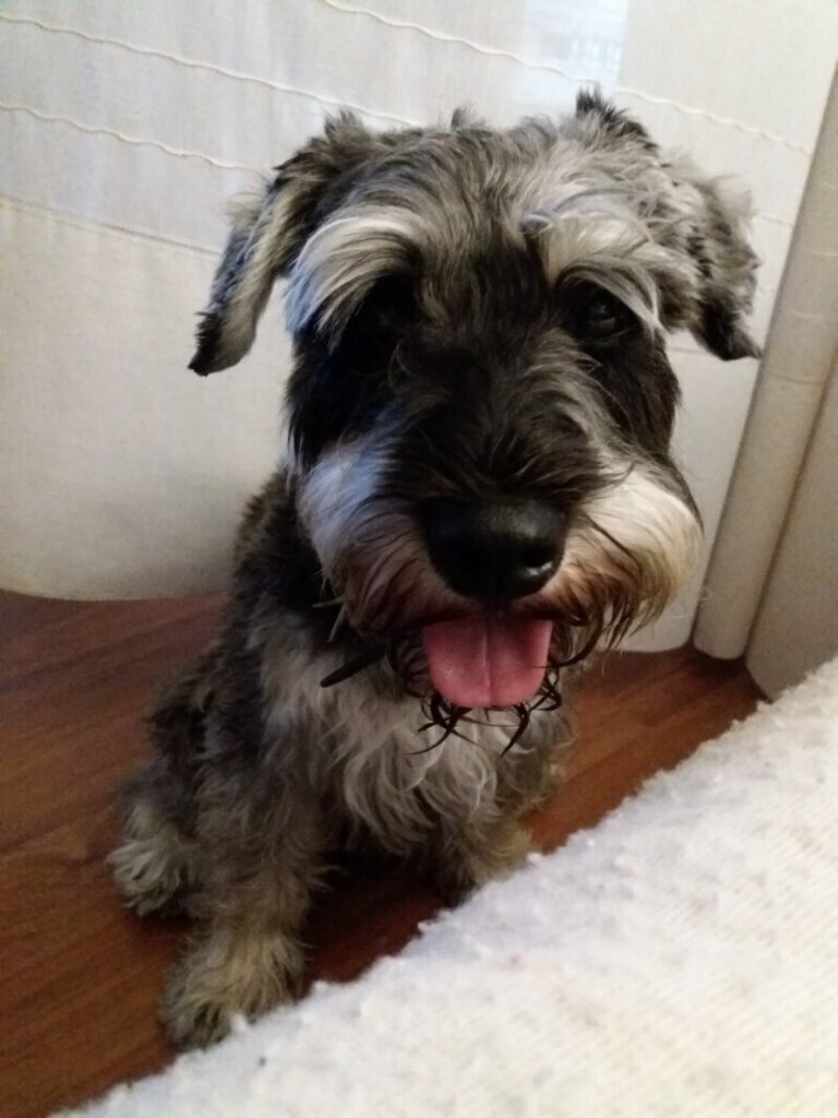 Las mejores clínica veterinaria en Campillo de Aranda para el cuidado de tu mascota