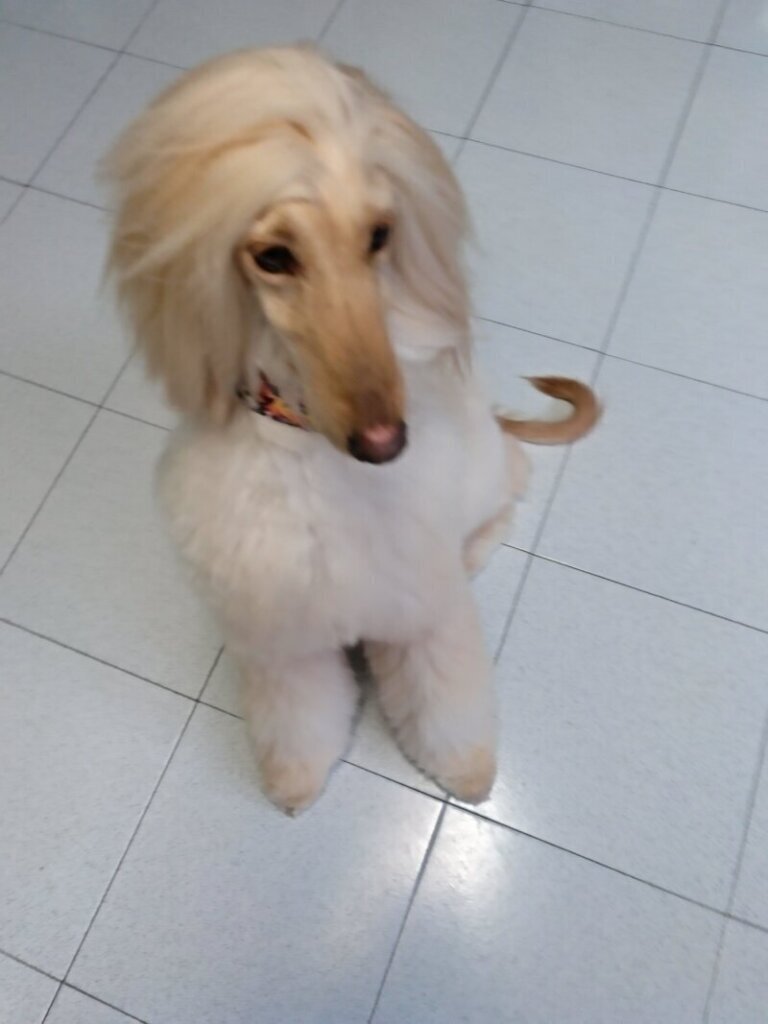 Las mejores clínica veterinaria en Ermua