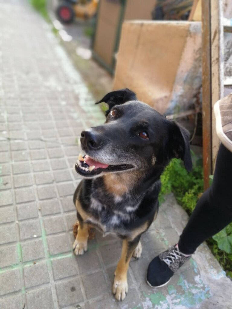 Las mejores clínica veterinaria en Fuentes de Año para el cuidado de tu mascota