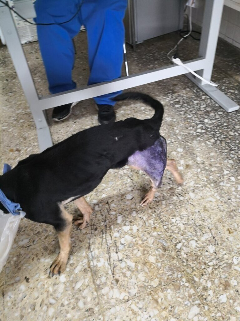 Las mejores clínica veterinaria en Gata para el cuidado de tu mascota