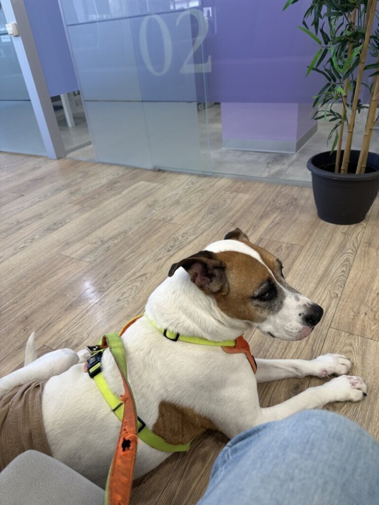 Las mejores clínica veterinaria en Hospitalet de Llobregat L para el cuidado de tu mascota