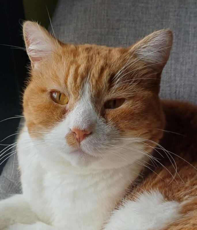Las mejores clínica veterinaria en Iurreta para el cuidado de tu mascota