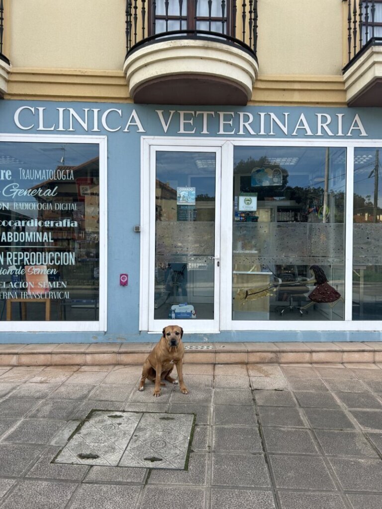 Las mejores clínica veterinaria en Mazcuerras