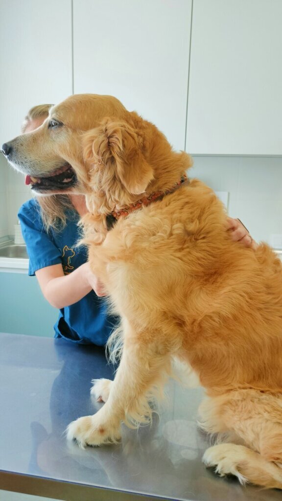Las mejores clínica veterinaria en Merindad de Río Ubierna para cuidar a tu mascota
