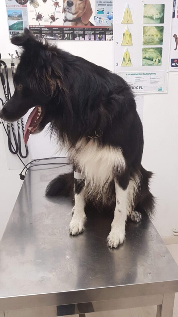 Las mejores clínica veterinaria en Miera