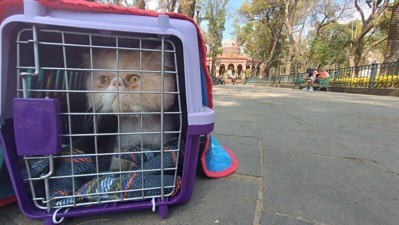 Las mejores clínica veterinaria en Mirón El para el cuidado de tu mascota