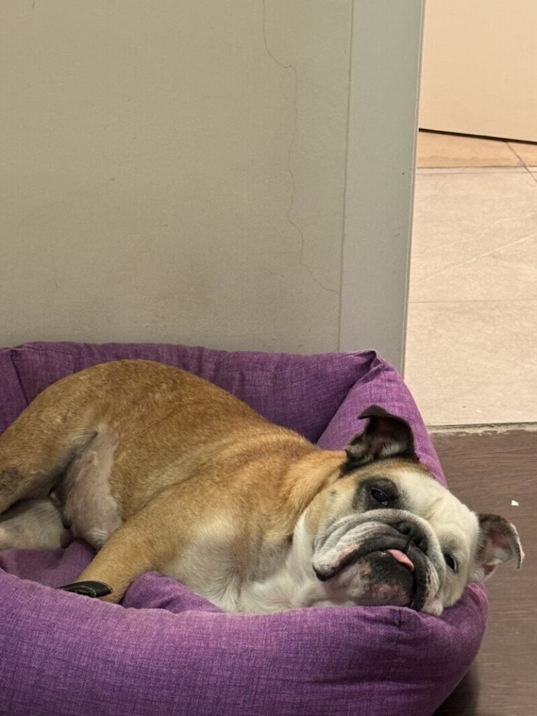 Las mejores clínica veterinaria en Montmaneu para el cuidado de tu mascota