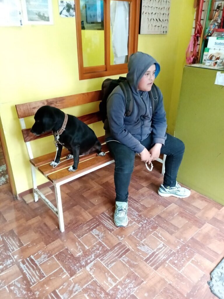 Las mejores clínica veterinaria en Oristà para cuidar a tu mascota