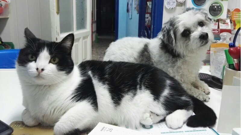 Las mejores clínica veterinaria en Plasenzuela