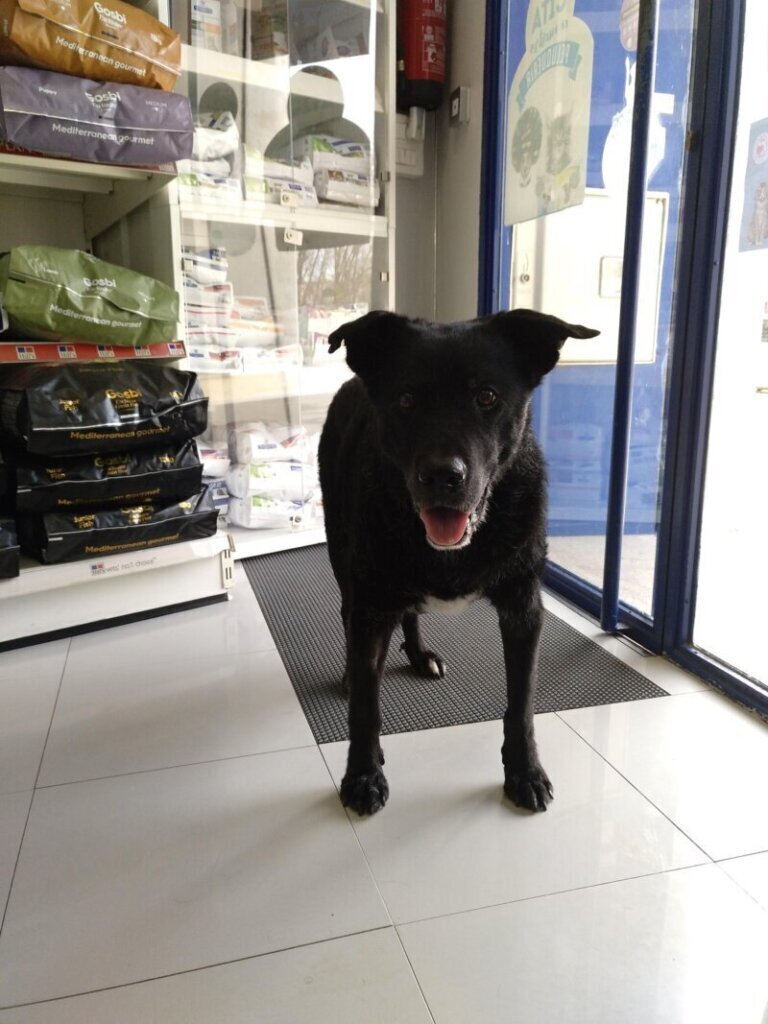 Las mejores clínica veterinaria en Puentedura para cuidar a tu mascota