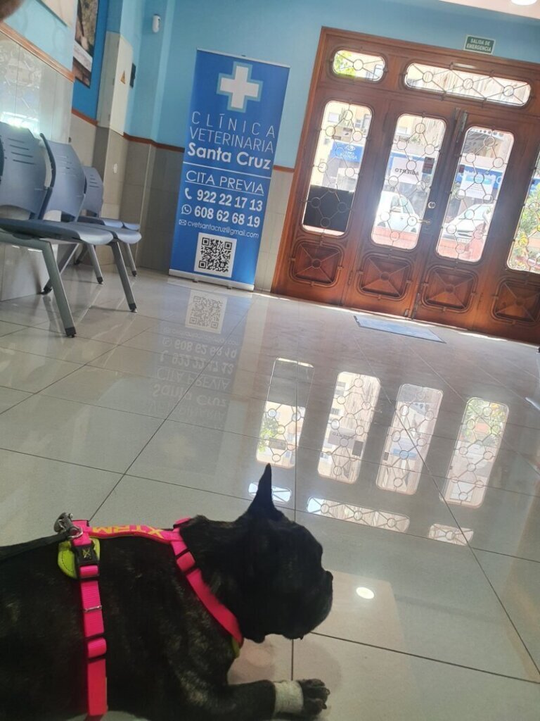 Las mejores clínica veterinaria en Puerto de Santa Cruz