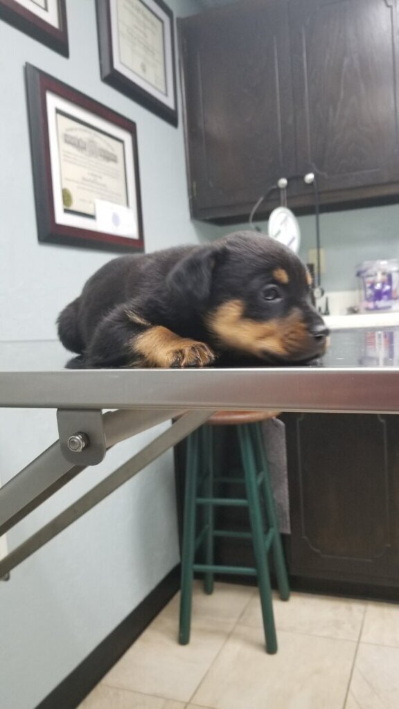 Las mejores clínica veterinaria en Quintanillas Las
