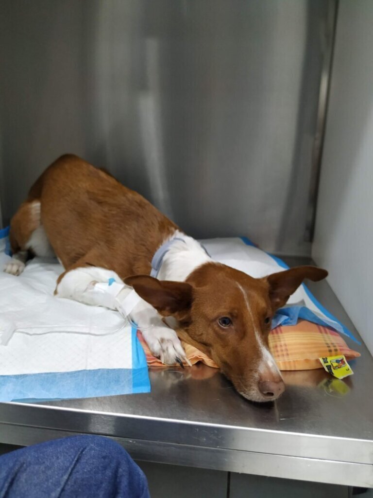 Las mejores clínica veterinaria en Reina para cuidar a tu mascota