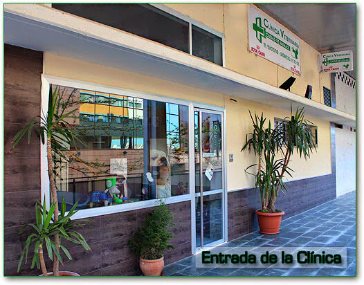 Las mejores clínica veterinaria en Ribera del Fresno para el cuidado de tu mascota