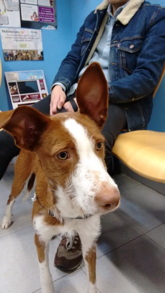 Las mejores clínica veterinaria en Rozas de Valdearroyo Las para el cuidado de tu mascota