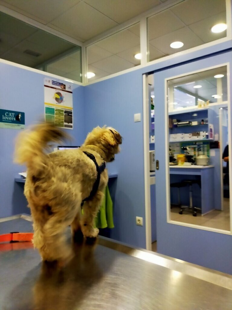 Las mejores clínica veterinaria en Sant Esteve de Palautordera para el cuidado de tu mascota