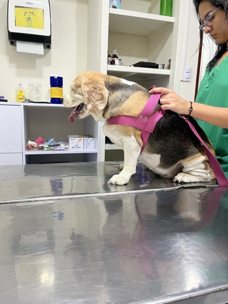 Las mejores clínica veterinaria en Talamanca
