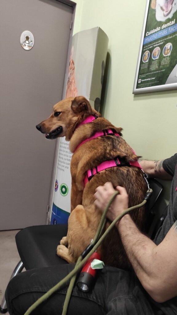 Las mejores clínica veterinaria en Tavertet
