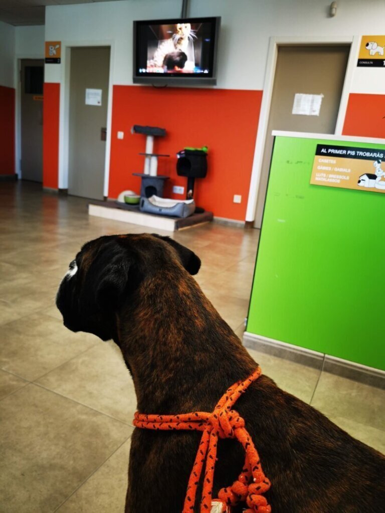 Las mejores clínica veterinaria en Torelló