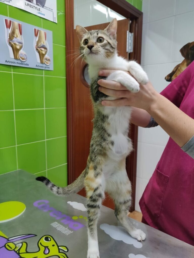 Las mejores clínica veterinaria en Tornadizos de Ávila
