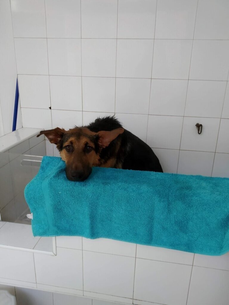 Las mejores clínica veterinaria en Vic para cuidar a tu mascota