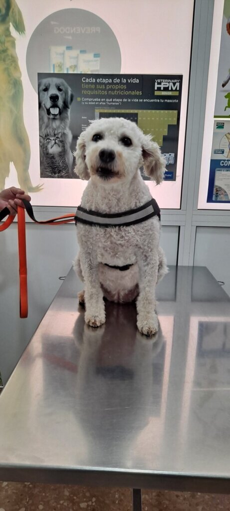 Las mejores clínica veterinaria en Viladecavalls para el cuidado de tu mascota