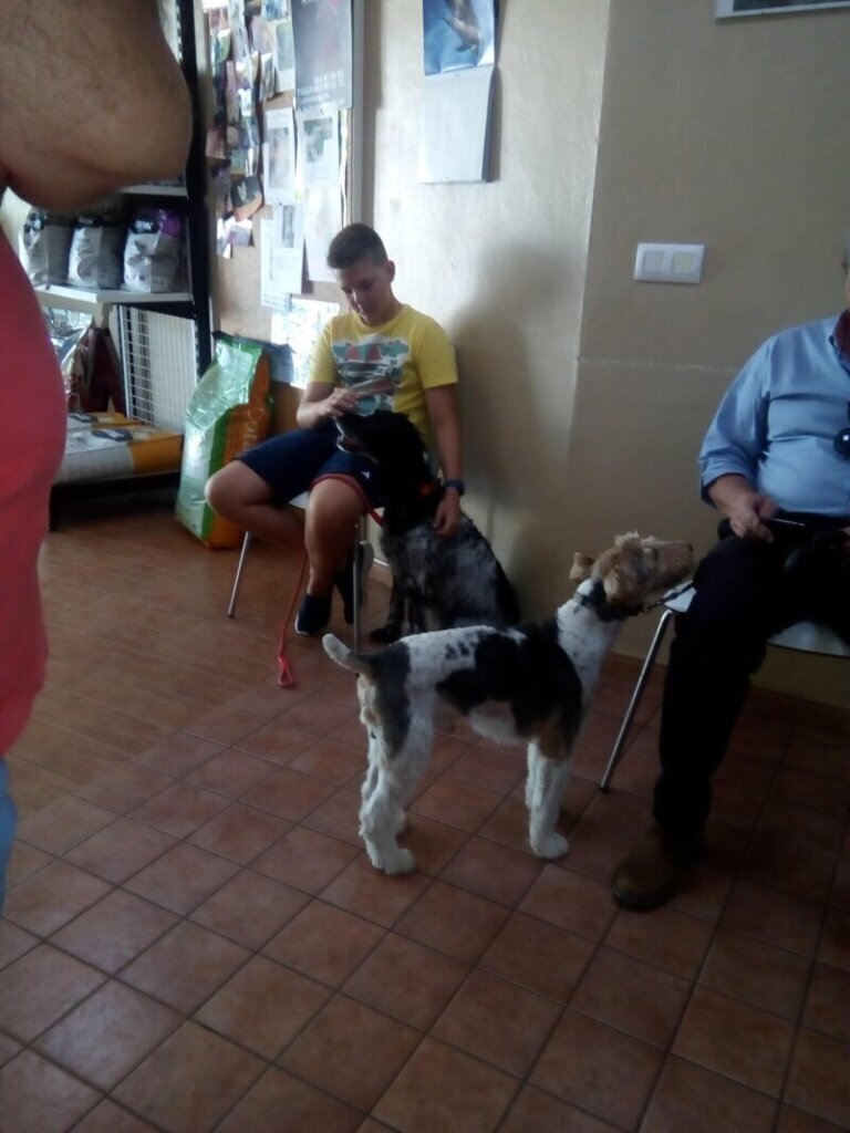 Las mejores clínica veterinaria en Villafranca de la Sierra para cuidar a tu mascota