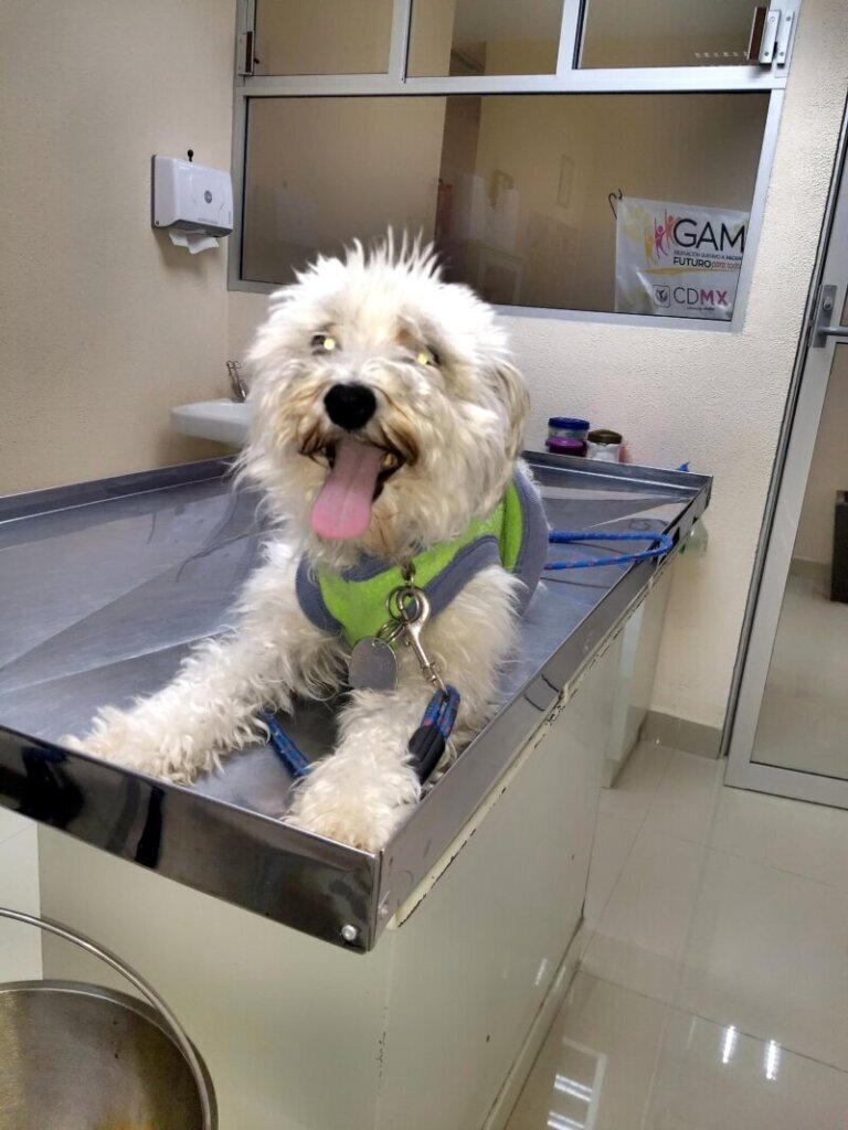 Las mejores clínica veterinaria en Villegas para el cuidado de tu mascota
