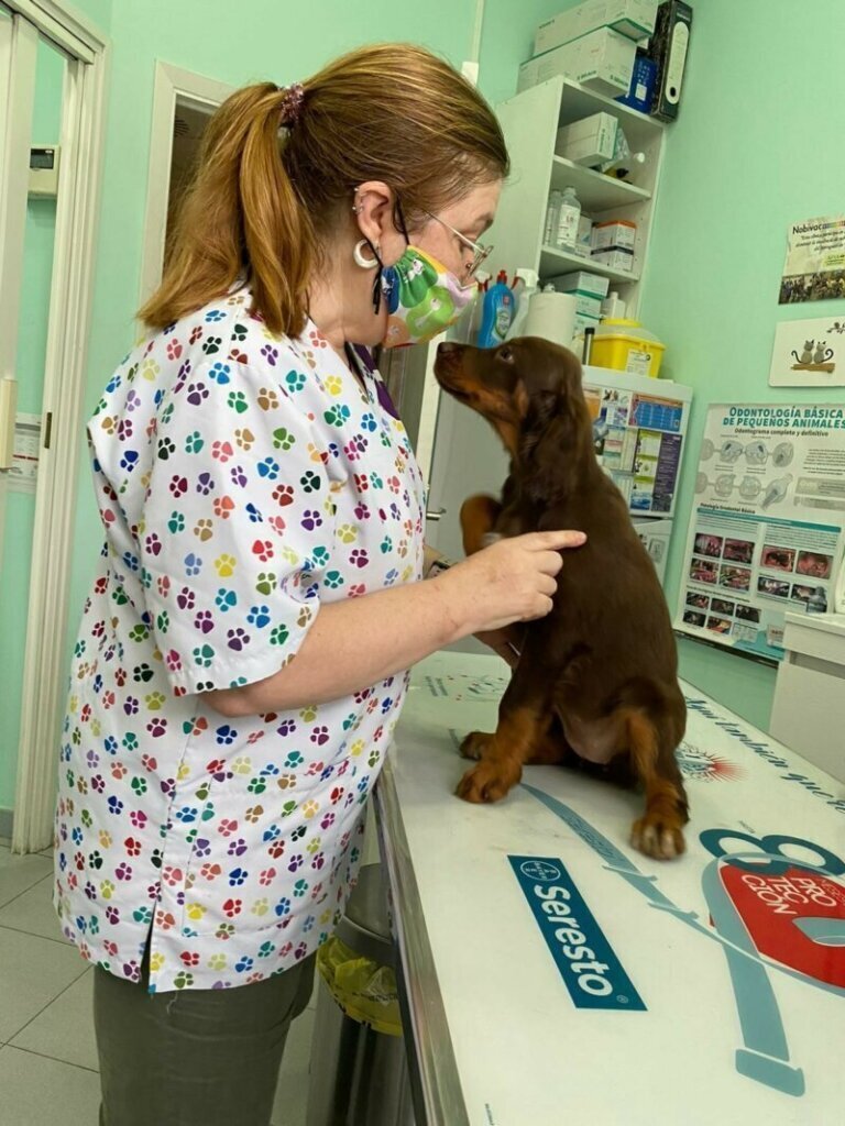 Las mejores clínicas veterinarias cerca de Sant Martí Sesgueioles