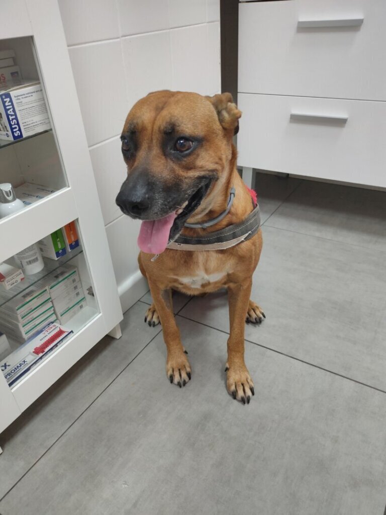 Las mejores clínicas veterinarias en Atalaya