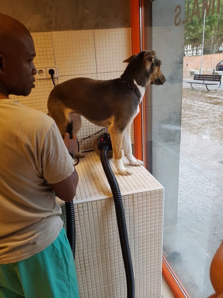 Las mejores clínicas veterinarias en Avià