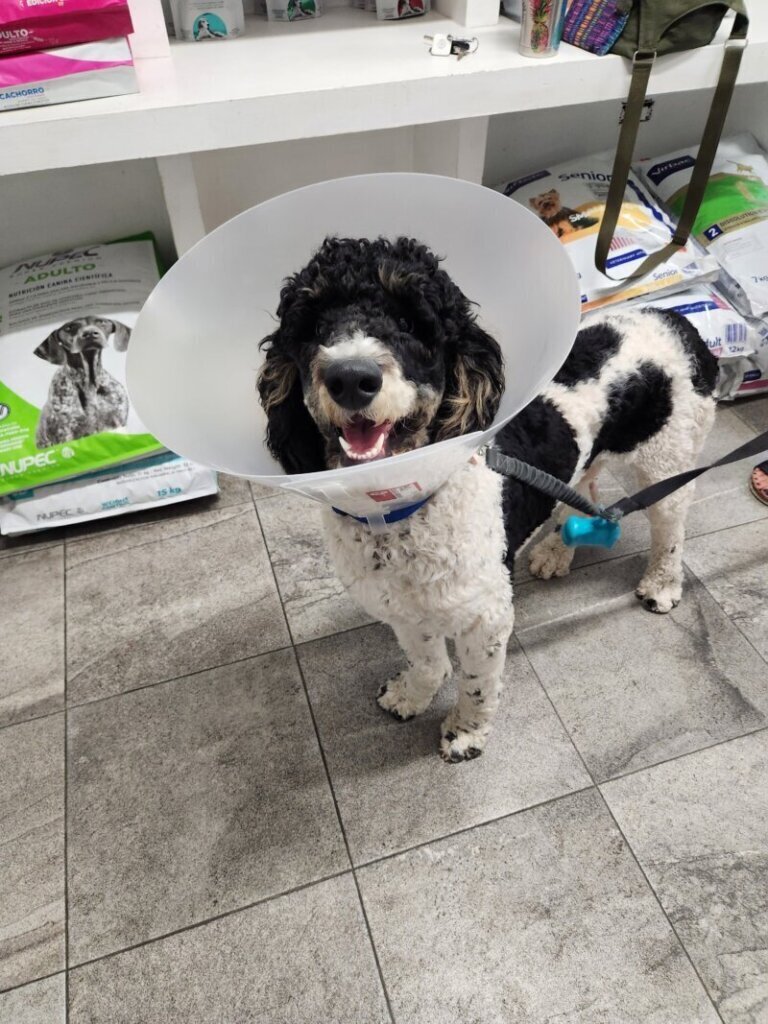 Las mejores clínicas veterinarias en Orís para cuidar a tu mascota