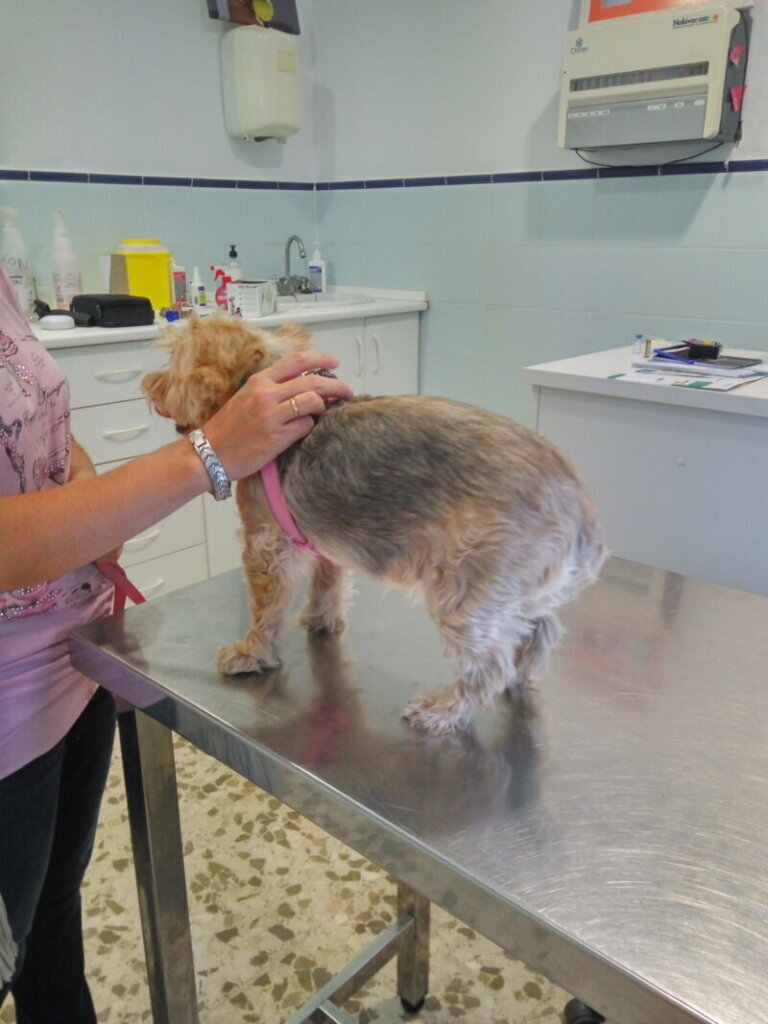 Las mejores clínicas veterinarias en Peñalba de Ávila para el cuidado de tu mascota