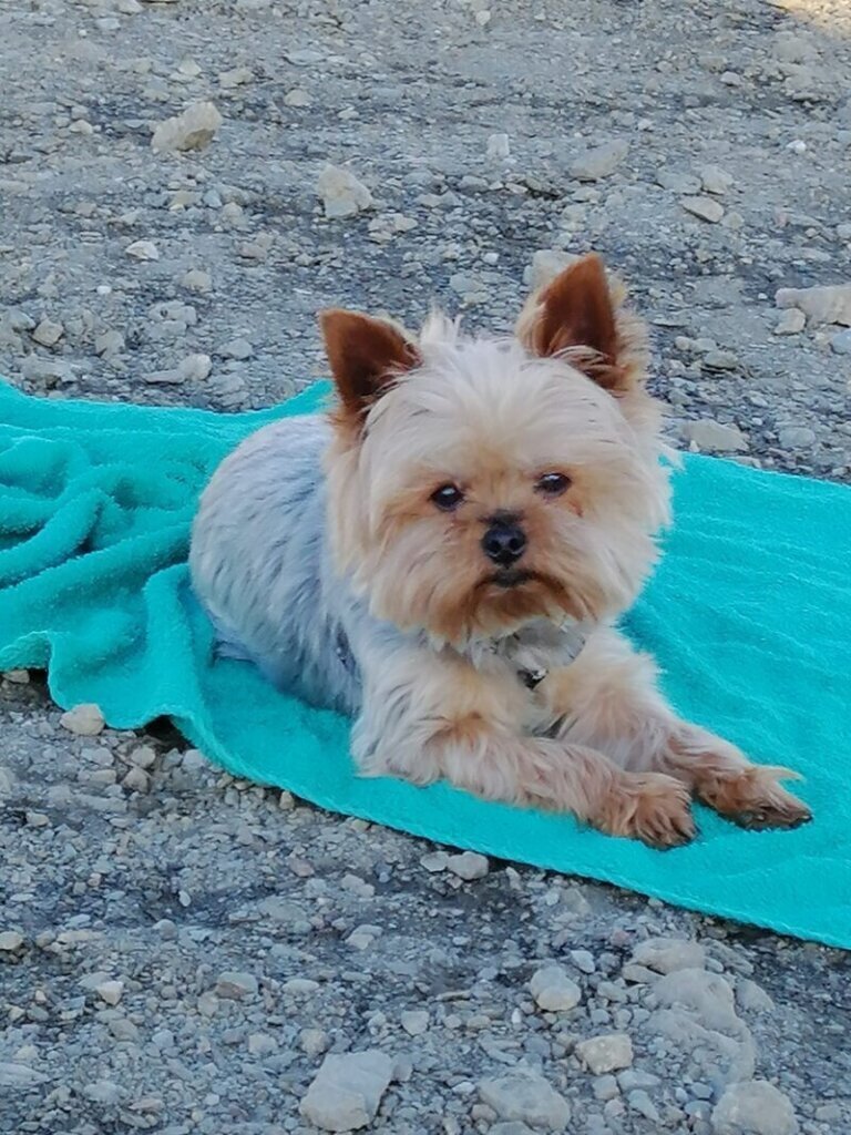 Las mejores opciones en clínica veterinaria en Fresnedilla