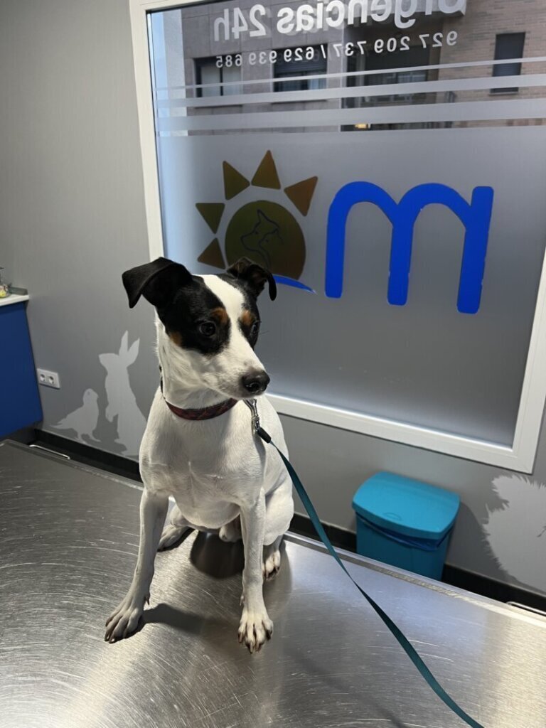Los mejores cuidados para tu mascota: clínica veterinaria en Casas del Monte