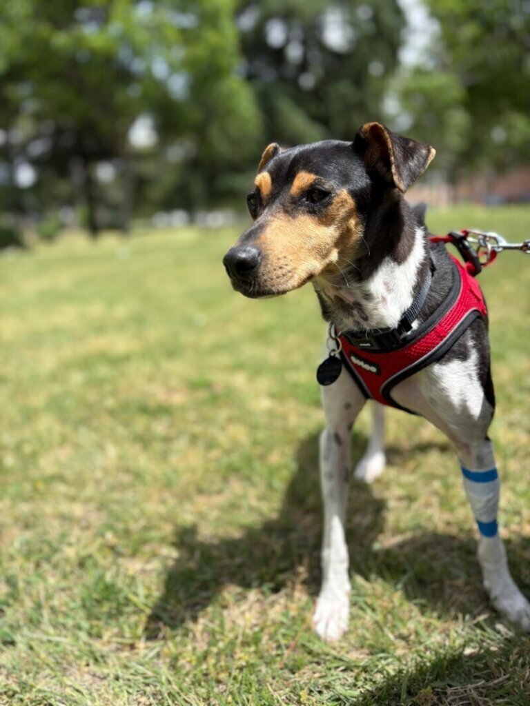 Los mejores cuidados para tu mascota: clínica veterinaria en San Esteban de Zapardiel