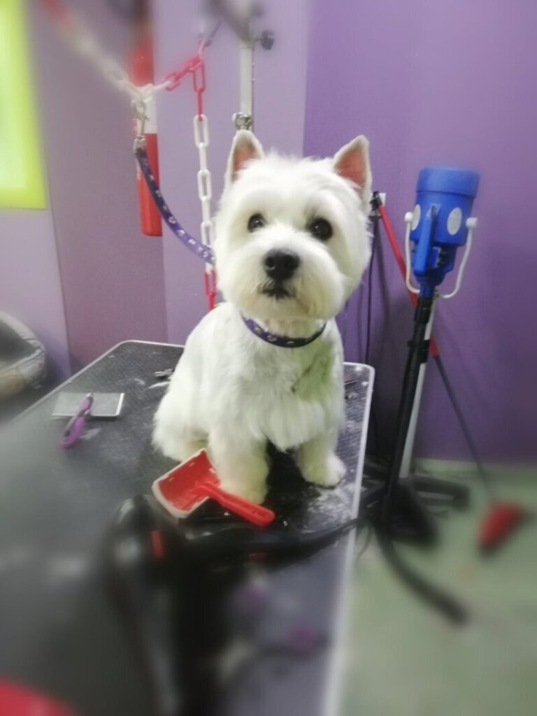 Los mejores cuidados para tu mascota: clínica veterinaria en Sant Mateu de Bages