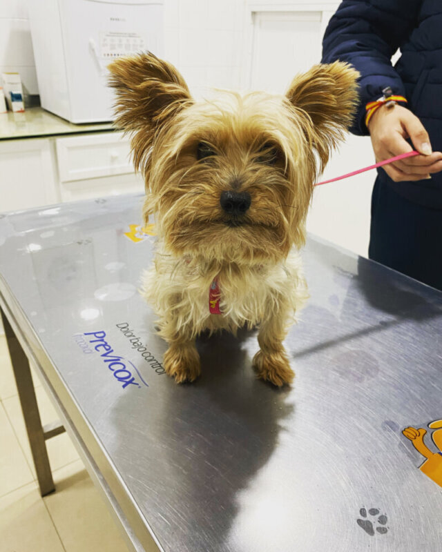 Los mejores cuidados para tu mascota: clínica veterinaria en Villamartín