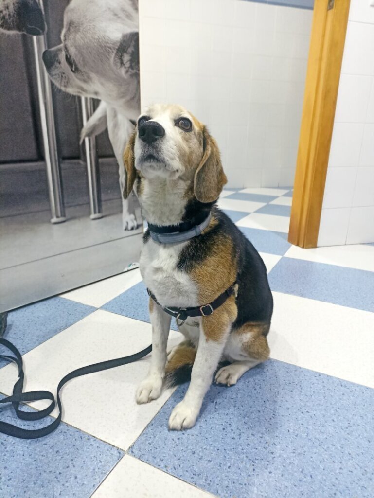 Los mejores cuidados para tu mascota: clínica veterinaria en Villanueva del Fresno