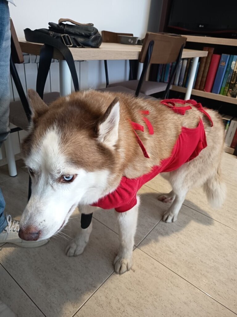 Los mejores servicios de clínica veterinaria en Balsareny