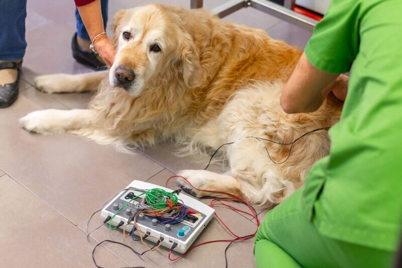 Los mejores servicios de clínica veterinaria en Barcelona para el cuidado de tu mascota