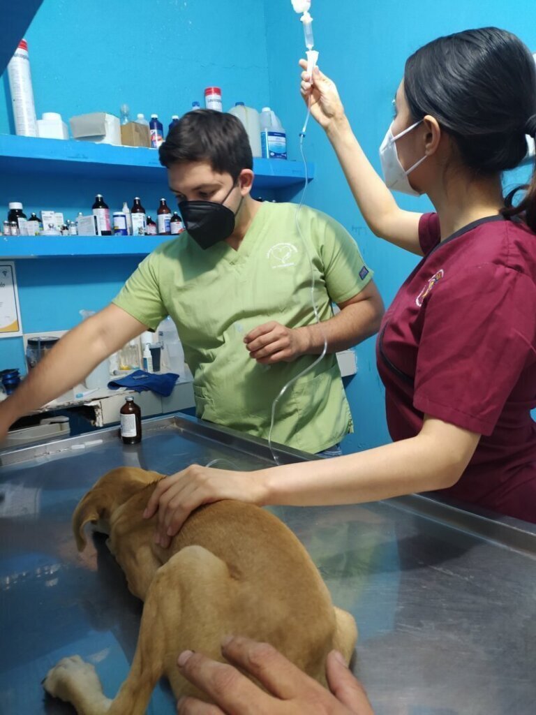 Los mejores servicios de clínica veterinaria en Deleitosa