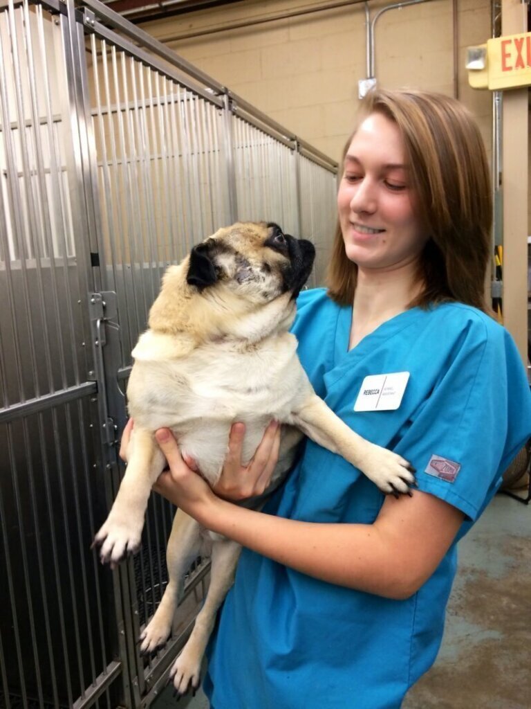 Los mejores servicios de clínica veterinaria en Gargantilla