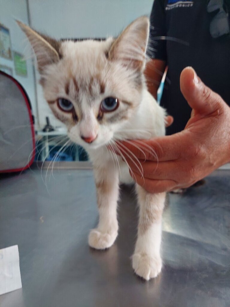 Los mejores servicios de clínica veterinaria en Gil García